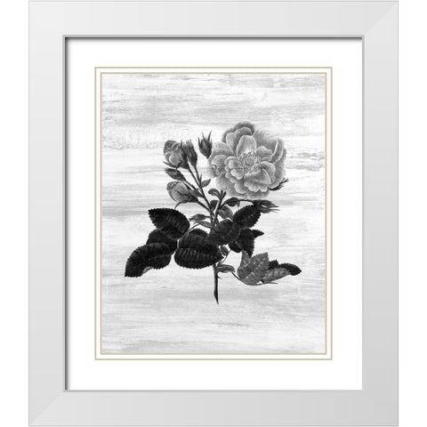 Botanical Flower 1 White Modern Wood Framed Art Print with Double Matting by Kimberly, Allen