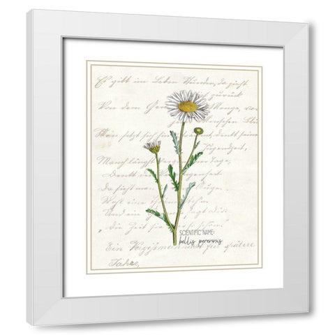 Daisy 1 White Modern Wood Framed Art Print with Double Matting by Kimberly, Allen