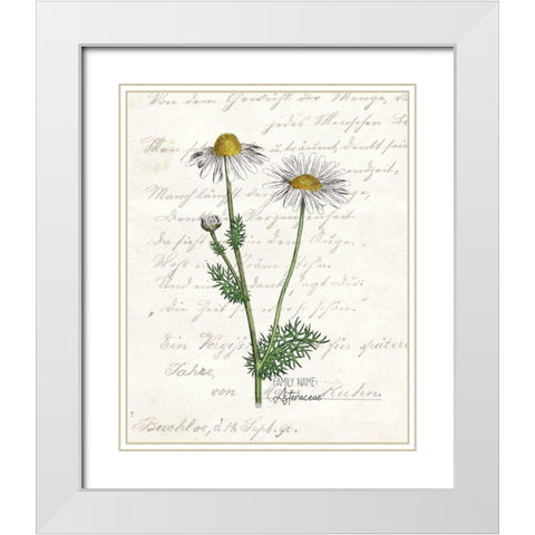 Daisy 2 White Modern Wood Framed Art Print with Double Matting by Kimberly, Allen