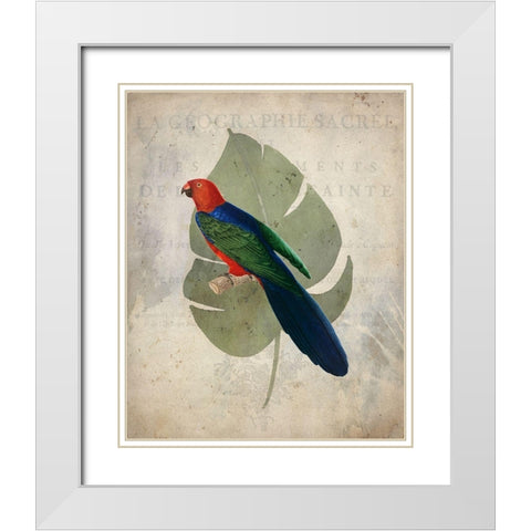 Parrot 2 White Modern Wood Framed Art Print with Double Matting by Kimberly, Allen