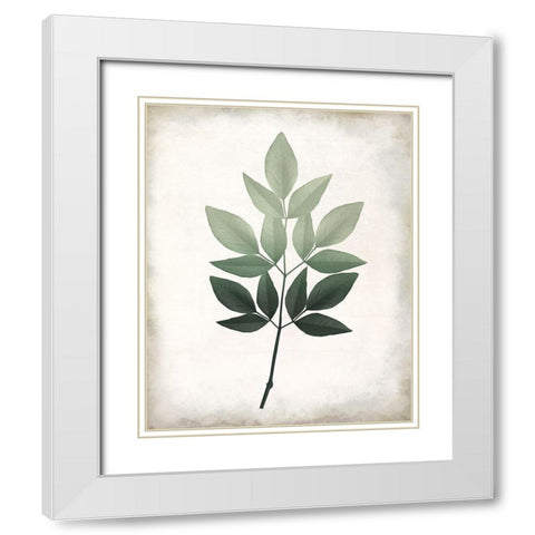 Vintage Botanical Greens 1 White Modern Wood Framed Art Print with Double Matting by Allen, Kimberly