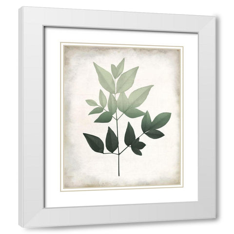 Vintage Botanical Greens 2 White Modern Wood Framed Art Print with Double Matting by Allen, Kimberly
