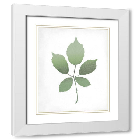 Leaves Print 2 White Modern Wood Framed Art Print with Double Matting by Kimberly, Allen