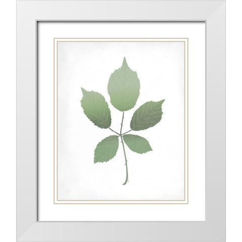 Leaves Print 2 White Modern Wood Framed Art Print with Double Matting by Kimberly, Allen