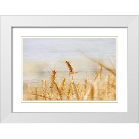 The Harvest White Modern Wood Framed Art Print with Double Matting by Kimberly, Allen