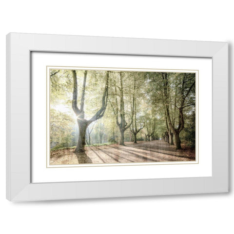 Sunlight Streams White Modern Wood Framed Art Print with Double Matting by Kimberly, Allen
