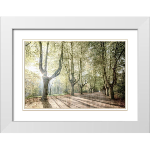 Sunlight Streams White Modern Wood Framed Art Print with Double Matting by Kimberly, Allen