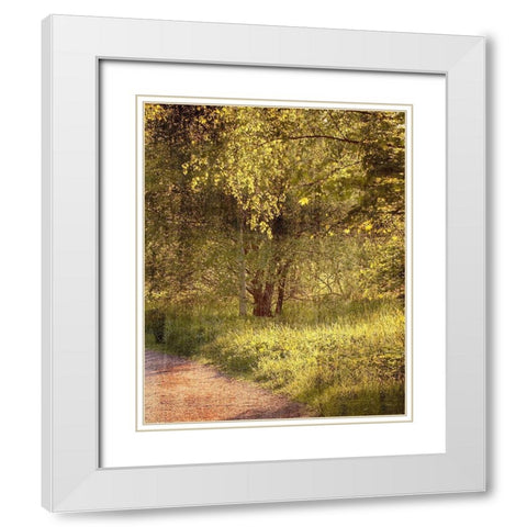 Sunlit Path 2 White Modern Wood Framed Art Print with Double Matting by Kimberly, Allen
