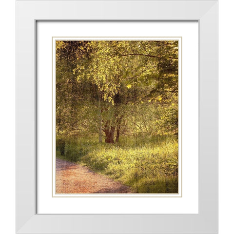 Sunlit Path 2 White Modern Wood Framed Art Print with Double Matting by Kimberly, Allen