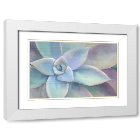 Succulent Center White Modern Wood Framed Art Print with Double Matting by Kimberly, Allen