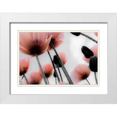 Pink Poppies White Modern Wood Framed Art Print with Double Matting by Allen, Kimberly