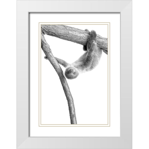 Baby Sloth 1 White Modern Wood Framed Art Print with Double Matting by Allen, Kimberly