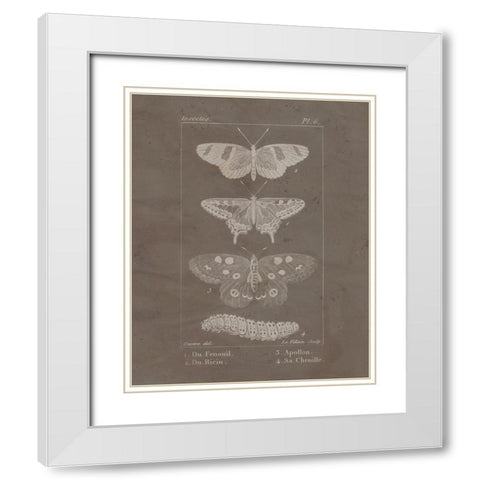 Vintage Insect 1 White Modern Wood Framed Art Print with Double Matting by Allen, Kimberly