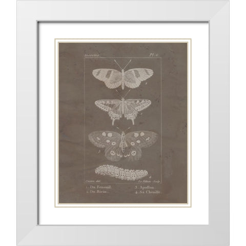 Vintage Insect 1 White Modern Wood Framed Art Print with Double Matting by Allen, Kimberly