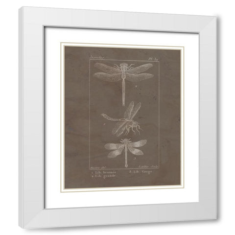 Vintage Insect 3 White Modern Wood Framed Art Print with Double Matting by Allen, Kimberly