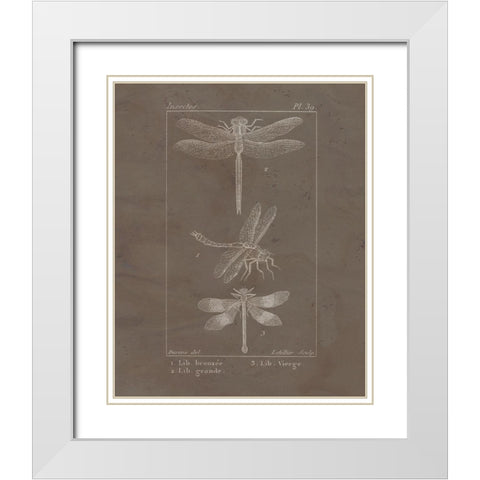 Vintage Insect 3 White Modern Wood Framed Art Print with Double Matting by Allen, Kimberly