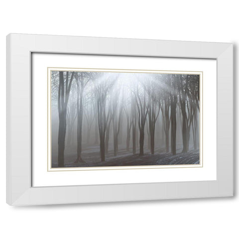 Sunlight White Modern Wood Framed Art Print with Double Matting by Allen, Kimberly