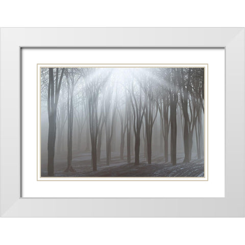 Sunlight White Modern Wood Framed Art Print with Double Matting by Allen, Kimberly
