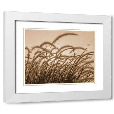 Reeds White Modern Wood Framed Art Print with Double Matting by Allen, Kimberly