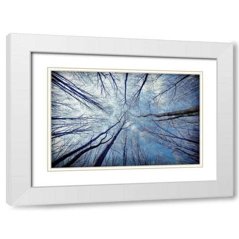 Tree View White Modern Wood Framed Art Print with Double Matting by Allen, Kimberly