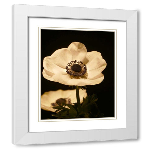 Floral Closeup 1 White Modern Wood Framed Art Print with Double Matting by Allen, Kimberly