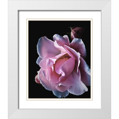 Floral Closeup 2 White Modern Wood Framed Art Print with Double Matting by Allen, Kimberly