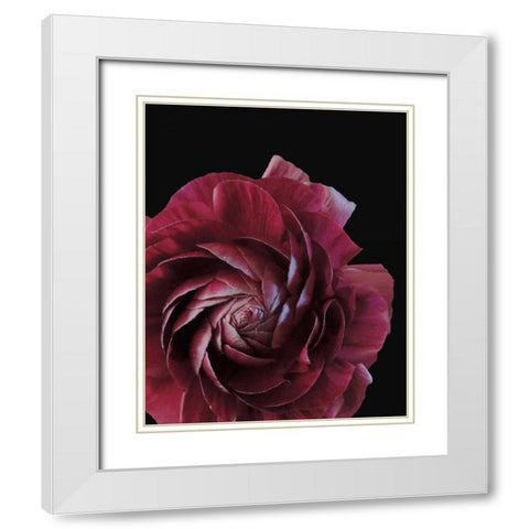 Floral Closeup 3 White Modern Wood Framed Art Print with Double Matting by Allen, Kimberly