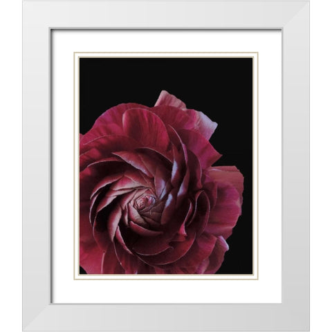 Floral Closeup 3 White Modern Wood Framed Art Print with Double Matting by Allen, Kimberly