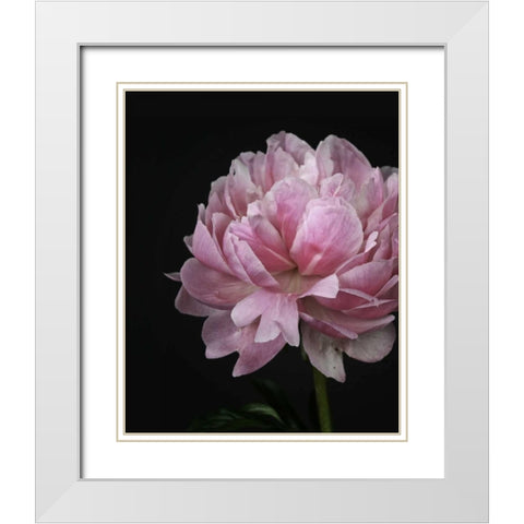 Floral Closeup 4 White Modern Wood Framed Art Print with Double Matting by Allen, Kimberly