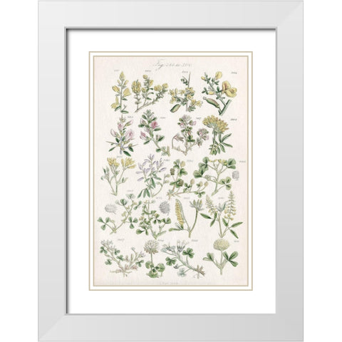 Wildflower Field Guide White Modern Wood Framed Art Print with Double Matting by Allen, Kimberly