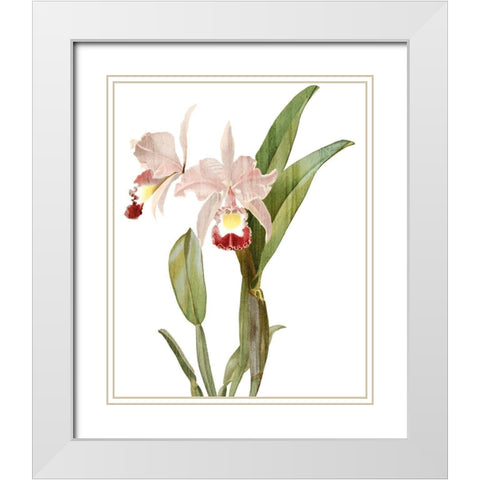 Orchid Love 1 White Modern Wood Framed Art Print with Double Matting by Kimberly, Allen