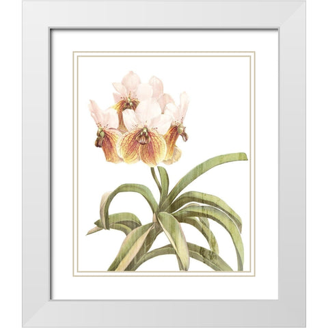 Orchid Love 3 White Modern Wood Framed Art Print with Double Matting by Kimberly, Allen