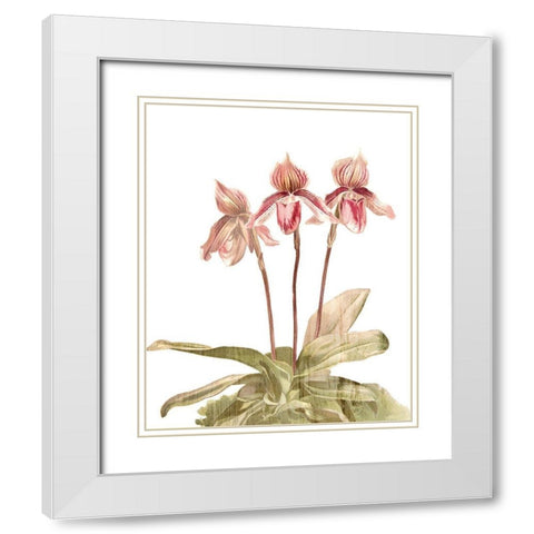 Orchid Love 4 White Modern Wood Framed Art Print with Double Matting by Kimberly, Allen