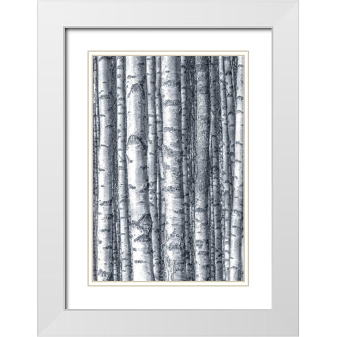 Birches 1 White Modern Wood Framed Art Print with Double Matting by Allen, Kimberly