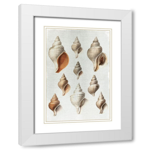 Conch Shells White Modern Wood Framed Art Print with Double Matting by Allen, Kimberly