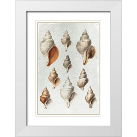 Conch Shells White Modern Wood Framed Art Print with Double Matting by Allen, Kimberly