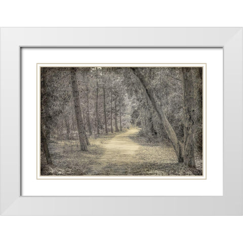 Forest of Dreams White Modern Wood Framed Art Print with Double Matting by Kimberly, Allen