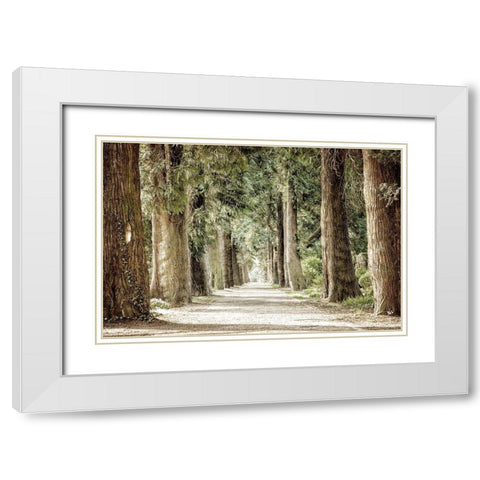 Along the Path White Modern Wood Framed Art Print with Double Matting by Kimberly, Allen