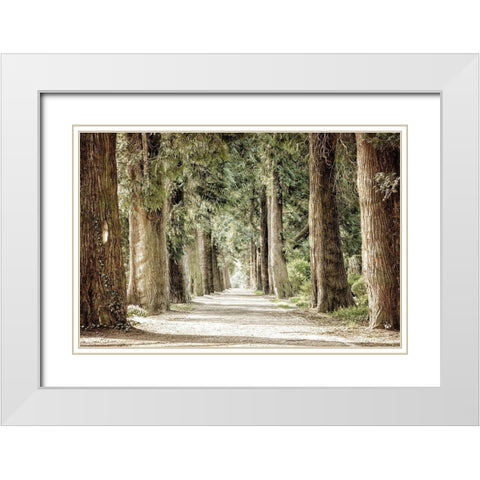 Along the Path White Modern Wood Framed Art Print with Double Matting by Kimberly, Allen
