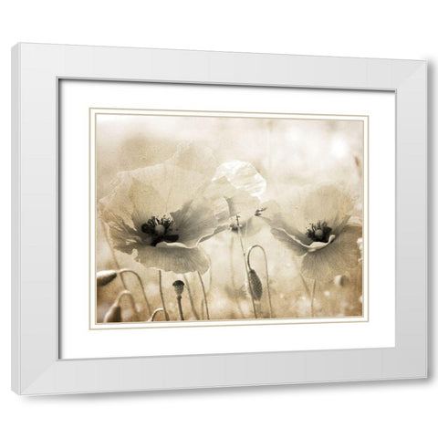 Vintage Poppy 1 White Modern Wood Framed Art Print with Double Matting by Kimberly, Allen