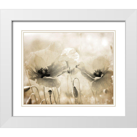 Vintage Poppy 1 White Modern Wood Framed Art Print with Double Matting by Kimberly, Allen