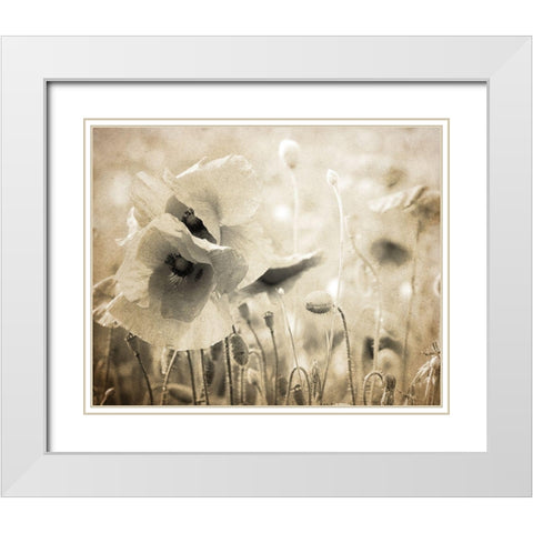 Vintage Poppy 2 White Modern Wood Framed Art Print with Double Matting by Kimberly, Allen
