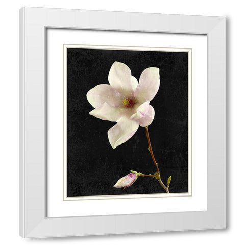Magnolia on Black 2 White Modern Wood Framed Art Print with Double Matting by Kimberly, Allen
