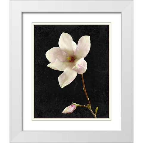 Magnolia on Black 2 White Modern Wood Framed Art Print with Double Matting by Kimberly, Allen