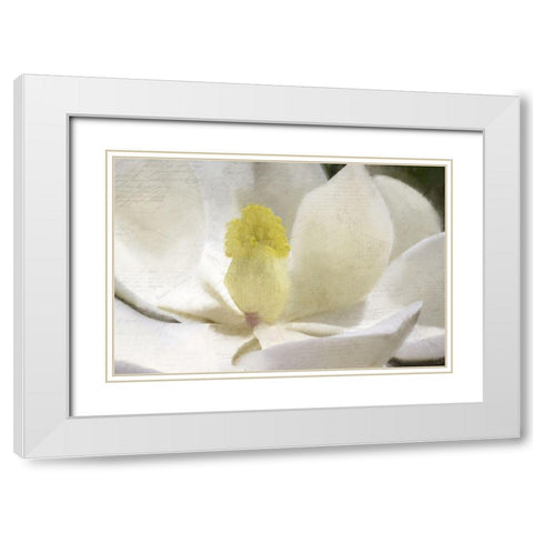 Carte Postale Magnolia Bloom White Modern Wood Framed Art Print with Double Matting by Kimberly, Allen