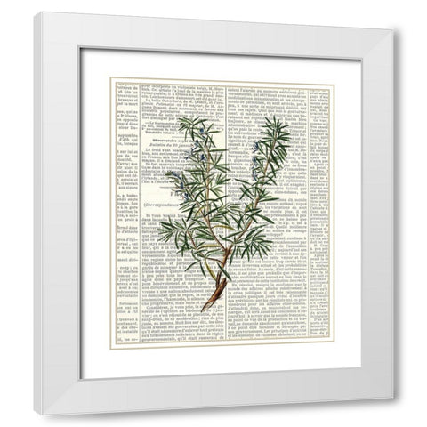 Fresh Herbs 1 White Modern Wood Framed Art Print with Double Matting by Allen, Kimberly