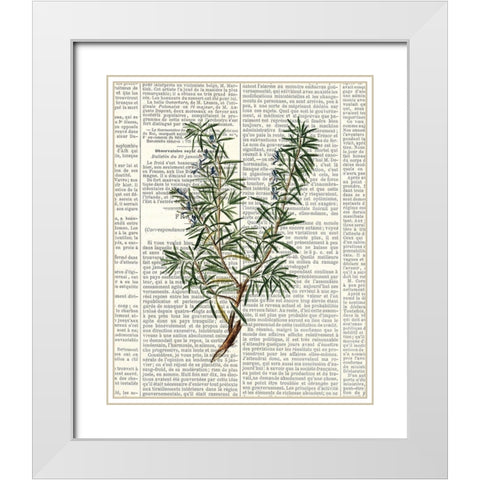 Fresh Herbs 1 White Modern Wood Framed Art Print with Double Matting by Allen, Kimberly