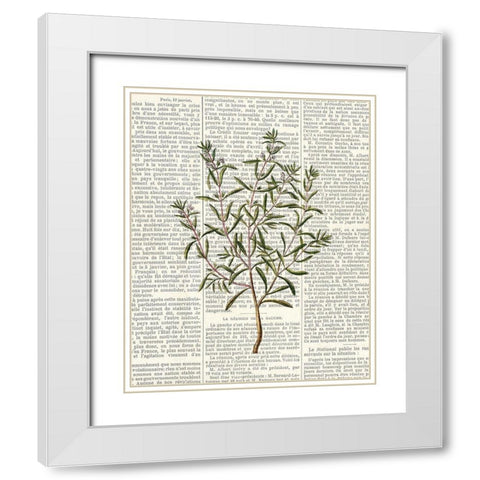 Fresh Herbs 2 White Modern Wood Framed Art Print with Double Matting by Allen, Kimberly