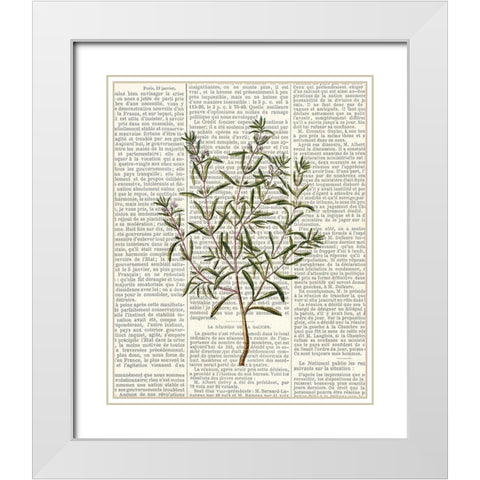 Fresh Herbs 2 White Modern Wood Framed Art Print with Double Matting by Allen, Kimberly