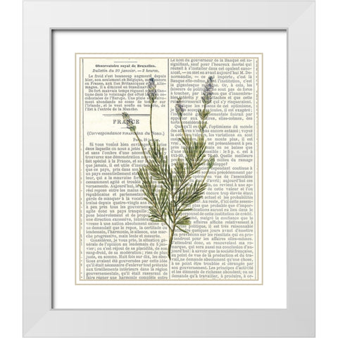 Fresh Herbs 4 White Modern Wood Framed Art Print with Double Matting by Allen, Kimberly